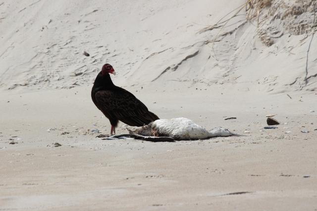 Turkey+Vulture (<I>Cathartes aura</I>), Bald Head Island State Natural Area, North Carolina, United States