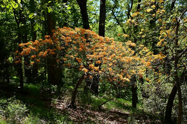 Flame+Azalea (<I>Rhododendron calendulaceum</I>), Bullhead Mountain State Natural Area, North Carolina, United States