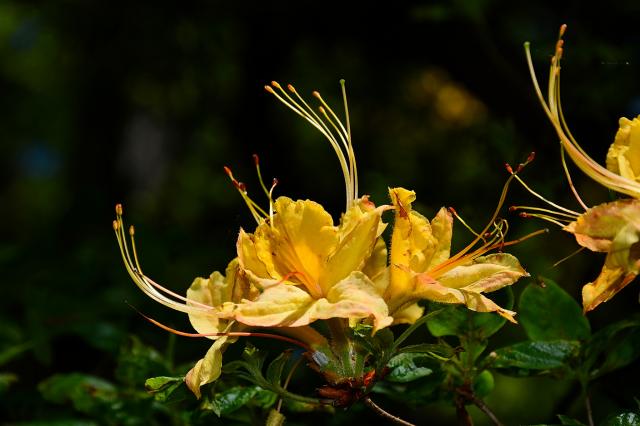 Flame+Azalea (<I>Rhododendron calendulaceum</I>), Bullhead Mountain State Natural Area, North Carolina, United States