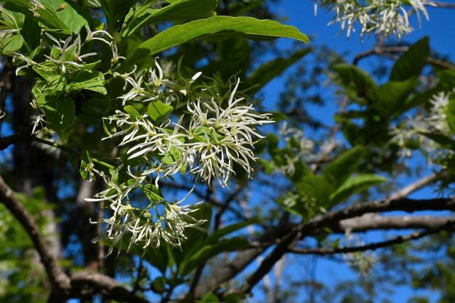 Fringe+Tree (<I>Chionanthus virginicus</I>), Bullhead Mountain State Natural Area, North Carolina, United States