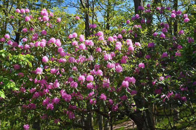 Catawba+Rhododendron (<I>Rhododendron catawbiense</I>), Bullhead Mountain State Natural Area, North Carolina, United States