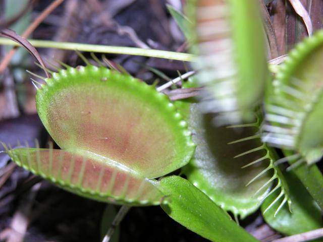 Venus+Flytrap (<I>Dionaea muscipula</I>), Carolina Beach State Park, North Carolina, United States