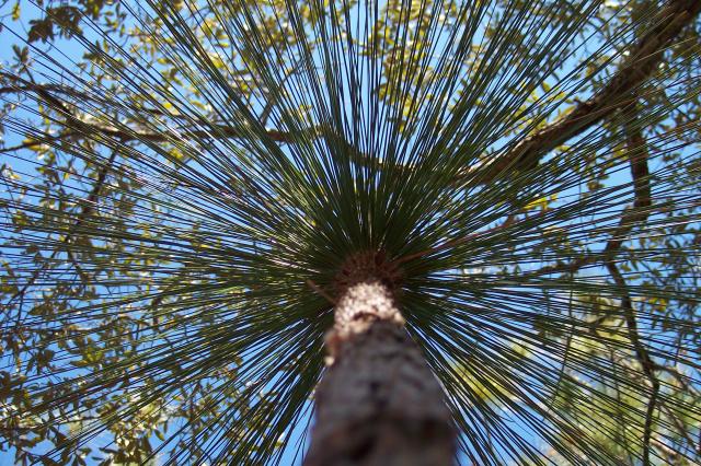 Long-leaf+Pine (<I>Pinus palustris</I>), Carolina Beach State Park, North Carolina, United States
