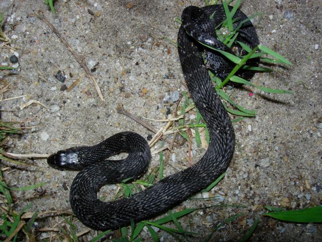 Banded+Water+Snake (<I>Nerodia fasciata</I>), Carolina Beach State Park, North Carolina, United States