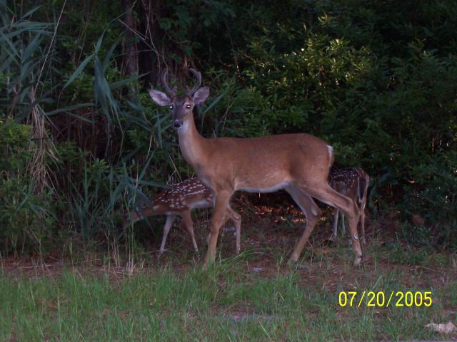 White-tailed+Deer (<I>Odocoileus virginianus</I>), Carolina Beach State Park, North Carolina, United States