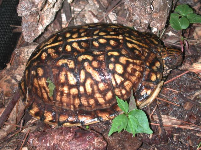 Eastern+Box+Turtle (<I>Terrapene carolina</I>), Carolina Beach State Park, North Carolina, United States
