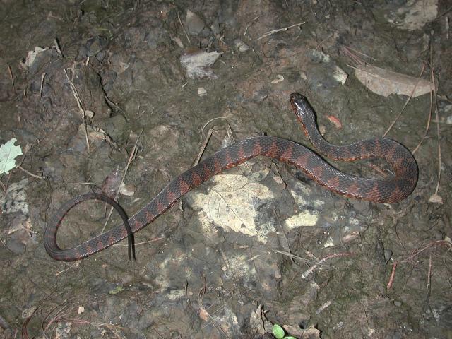 Banded+Water+Snake (<I>Nerodia fasciata</I>), Carolina Beach State Park, North Carolina, United States