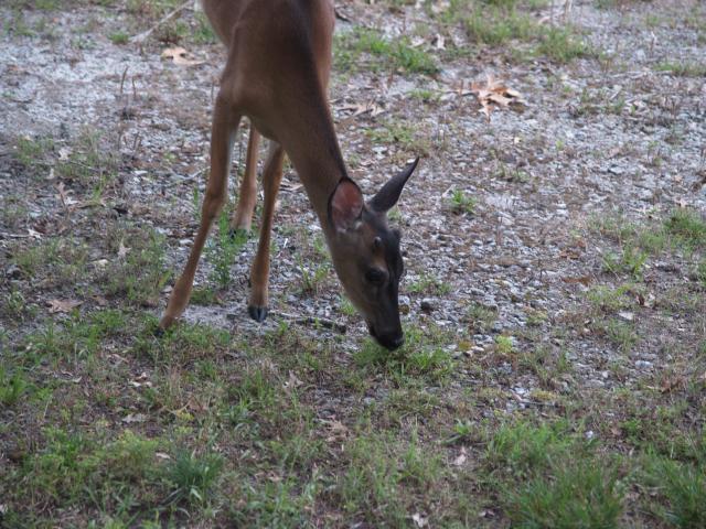 White-tailed+Deer (<I>Odocoileus virginianus</I>), Carolina Beach State Park, North Carolina, United States