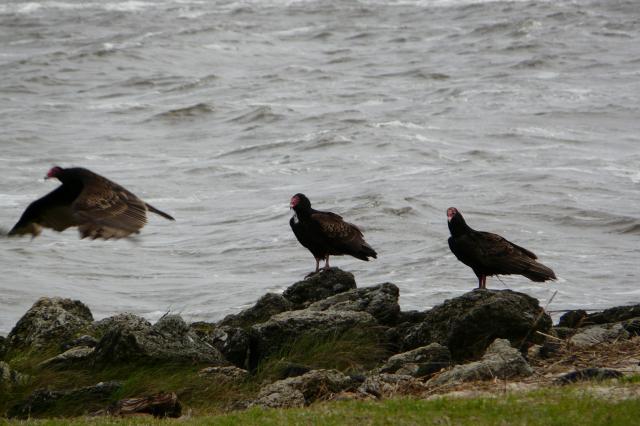 Turkey+Vulture (<I>Cathartes aura</I>), Carolina Beach State Park, North Carolina, United States