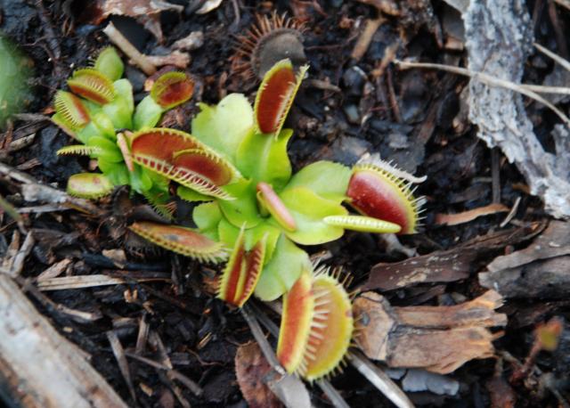 Venus+Flytrap (<I>Dionaea muscipula</I>), Carolina Beach State Park, North Carolina, United States