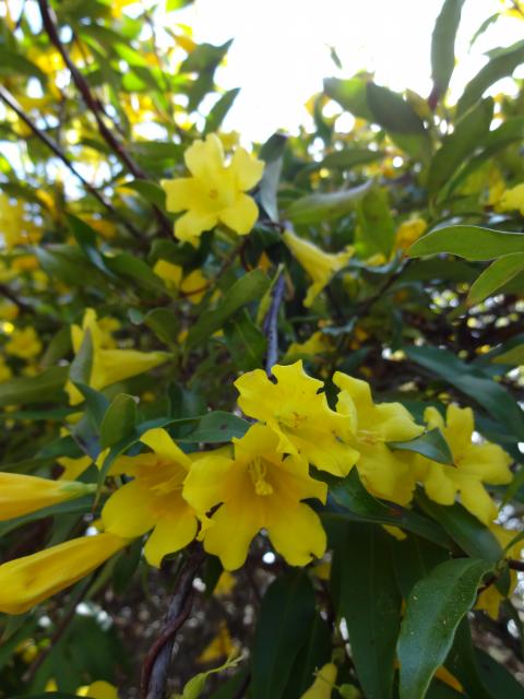 Yellow+Jessamine (<I>Gelsemium sempervirens</I>), Carolina Beach State Park, North Carolina, United States
