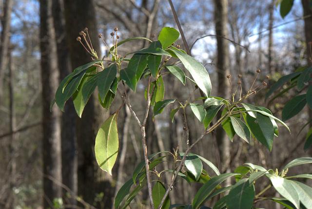 Mountain+Laurel (<I>Kalmia latifolia</I>), Carvers Creek State Park, North Carolina, United States