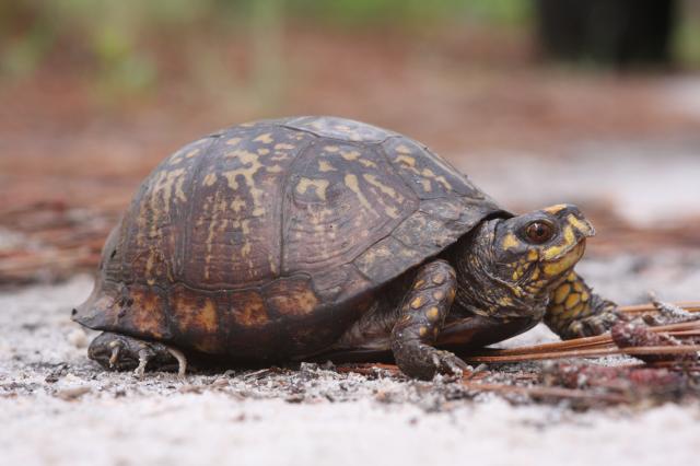 Eastern+Box+Turtle (<I>Terrapene carolina</I>), Carvers Creek State Park, North Carolina, United States