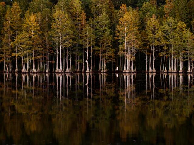 Pond+Cypress (<I>Taxodium ascendens</I>), Carvers Creek State Park, North Carolina, United States