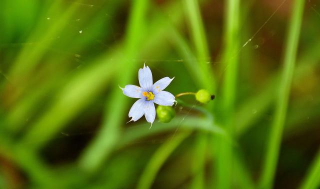 Pointed+Blue-eyed-grass (<I>Sisyrinchium angustifolium</I>), Carvers Creek State Park, North Carolina, United States