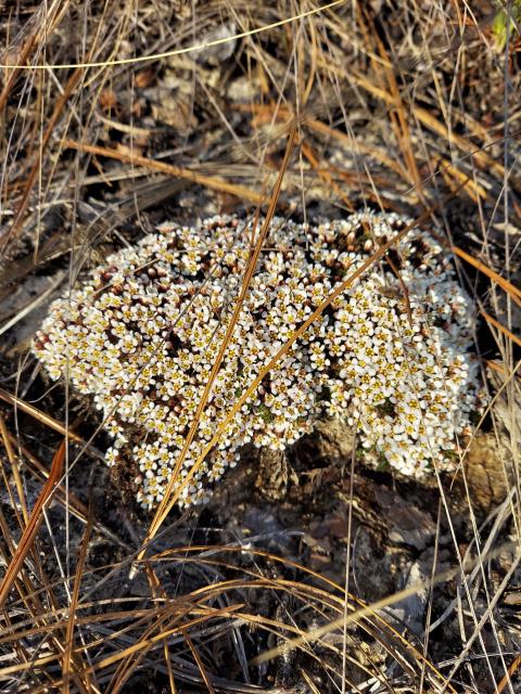 Sandhills+Pyxie-moss%2C+Wells%27s+Pyxie-moss%2C+Little+Pyxie (<I>Pyxidanthera brevifolia</I>), Carvers Creek State Park, North Carolina, United States