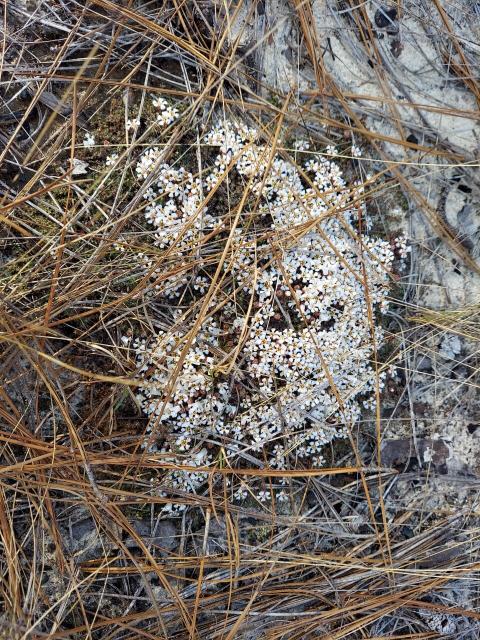 Sandhills+Pyxie-moss%2C+Wells%27s+Pyxie-moss%2C+Little+Pyxie (<I>Pyxidanthera brevifolia</I>), Carvers Creek State Park, North Carolina, United States
