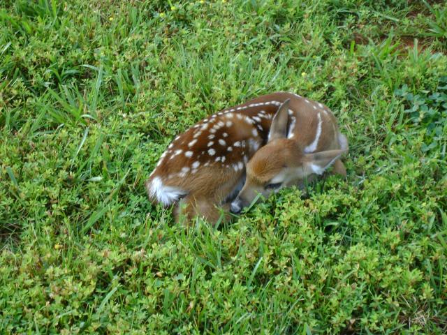 White-tailed+Deer (<I>Odocoileus virginianus</I>), Chimney Rock State Park, North Carolina, United States