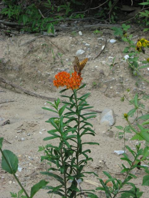 Butterfly+Milkweed (<I>Asclepias tuberosa var. tuberosa</I>), Chimney Rock State Park, North Carolina, United States