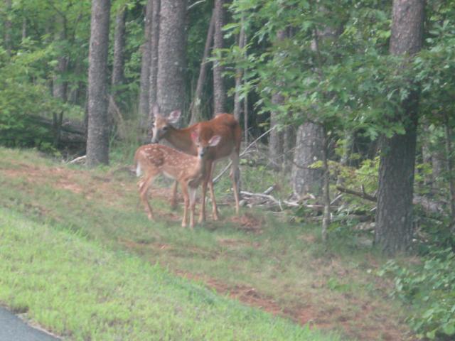 White-tailed+Deer (<I>Odocoileus virginianus</I>), Chimney Rock State Park, North Carolina, United States