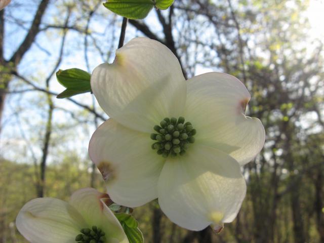 Flowering+Dogwood (<I>Cornus florida</I>), Chimney Rock State Park, North Carolina, United States