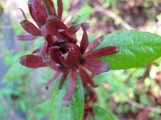 Sweet-shrub (<I>Calycanthus floridus</I>), Chimney Rock State Park, North Carolina, United States