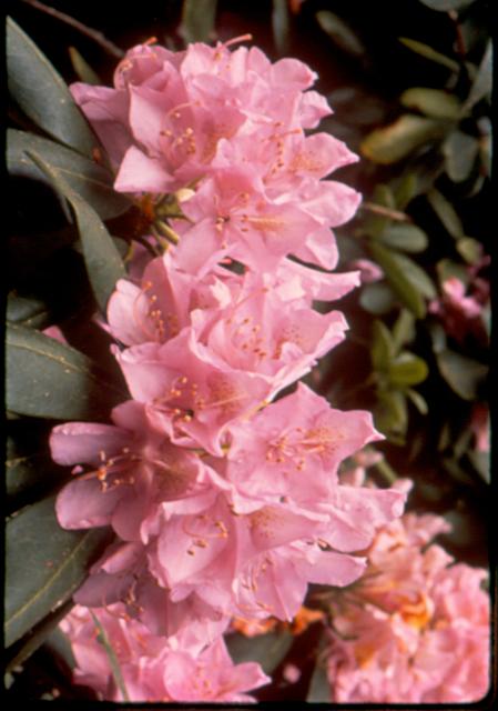 Catawba+Rhododendron (<I>Rhododendron catawbiense</I>), Chimney Rock State Park, North Carolina, United States