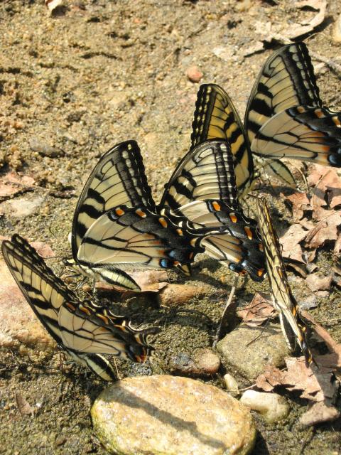 Eastern+Tiger+Swallowtail (<I>Papilio glaucus</I>), Chimney Rock State Park, North Carolina, United States