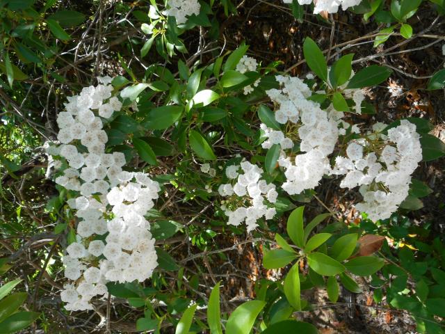 Mountain+Laurel (<I>Kalmia latifolia</I>), Chimney Rock State Park, North Carolina, United States