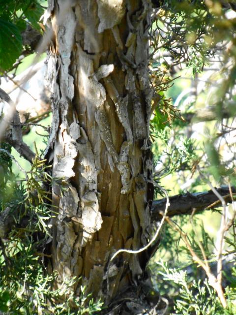 Eastern+Red+Cedar (<I>Juniperus virginiana</I>), Chimney Rock State Park, North Carolina, United States