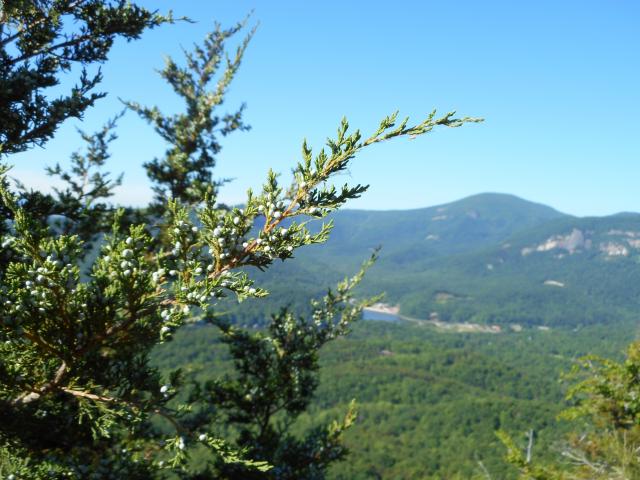 Eastern+Red+Cedar (<I>Juniperus virginiana</I>), Chimney Rock State Park, North Carolina, United States