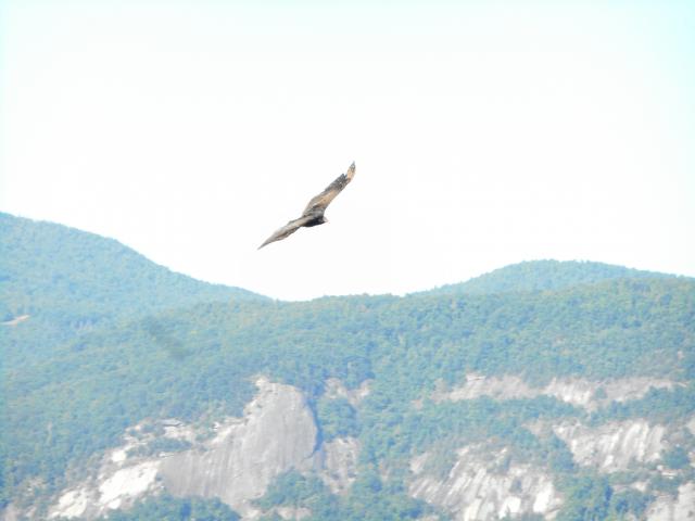 Turkey+Vulture (<I>Cathartes aura</I>), Chimney Rock State Park, North Carolina, United States