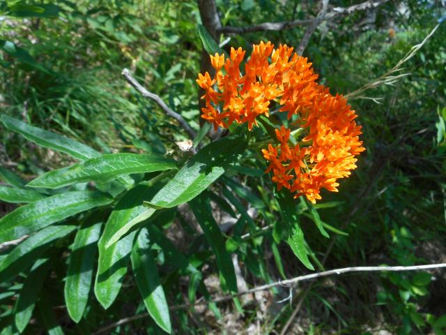 Butterfly+Milkweed (<I>Asclepias tuberosa var. tuberosa</I>), Chimney Rock State Park, North Carolina, United States