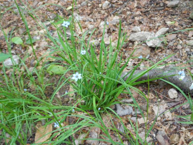 Pointed+Blue-eyed-grass (<I>Sisyrinchium angustifolium</I>), Chimney Rock State Park, North Carolina, United States
