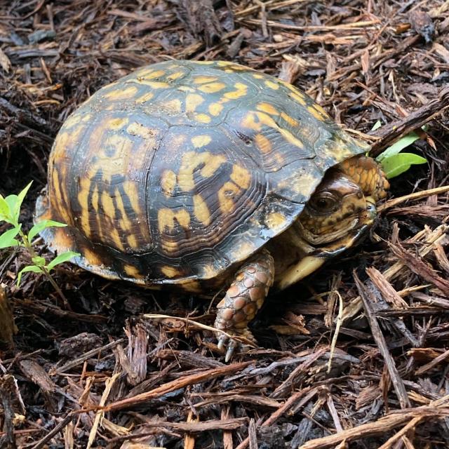 Eastern+Box+Turtle (<I>Terrapene carolina</I>), Chimney Rock State Park, North Carolina, United States