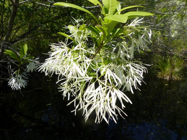 Fringe+Tree (<I>Chionanthus virginicus</I>), Chowan Swamp State Natural Area, North Carolina, United States