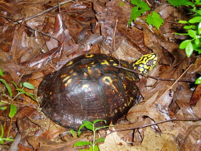 Eastern+Box+Turtle (<I>Terrapene carolina</I>), Cliffs of the Neuse State Park, North Carolina, United States