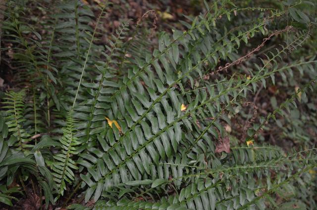 Christmas+Fern (<I>Polystichum acrostichoides</I>), Cliffs of the Neuse State Park, North Carolina, United States