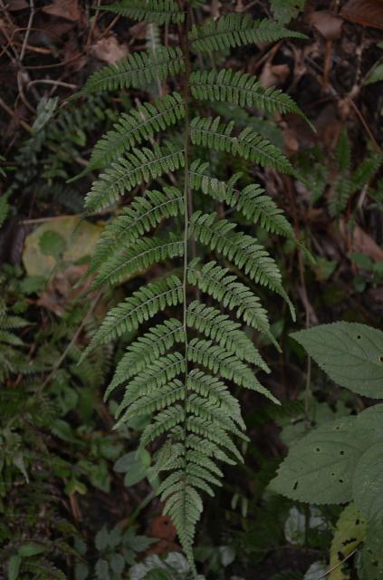 Southern+Lady+Fern (<I>Athyrium asplenioides</I>), Cliffs of the Neuse State Park, North Carolina, United States