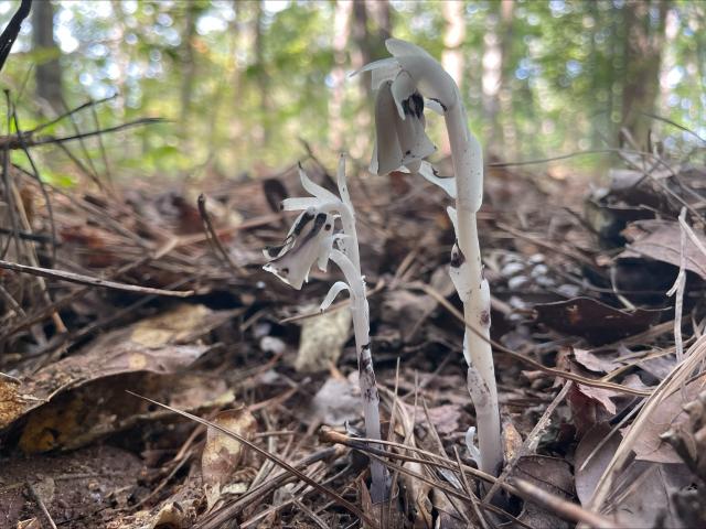 Indian-pipe (<I>Monotropa uniflora</I>), Cliffs of the Neuse State Park, North Carolina, United States