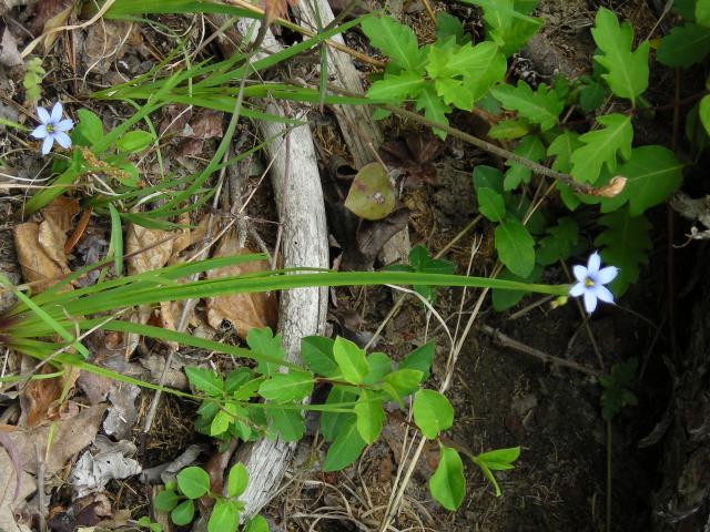 Pointed+Blue-eyed-grass (<I>Sisyrinchium angustifolium</I>), Crowders Mountain State Park, North Carolina, United States