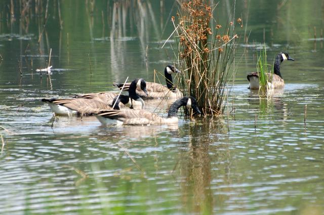 Canada+Goose (<I>Branta canadensis</I>), Crowders Mountain State Park, North Carolina, United States