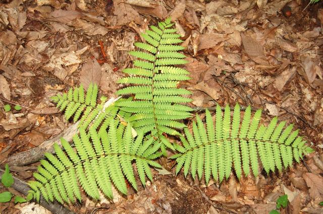 Southern+Lady+Fern (<I>Athyrium asplenioides</I>), Crowders Mountain State Park, North Carolina, United States