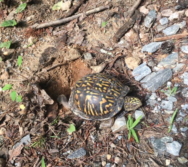 Eastern+Box+Turtle (<I>Terrapene carolina</I>), Crowders Mountain State Park, North Carolina, United States
