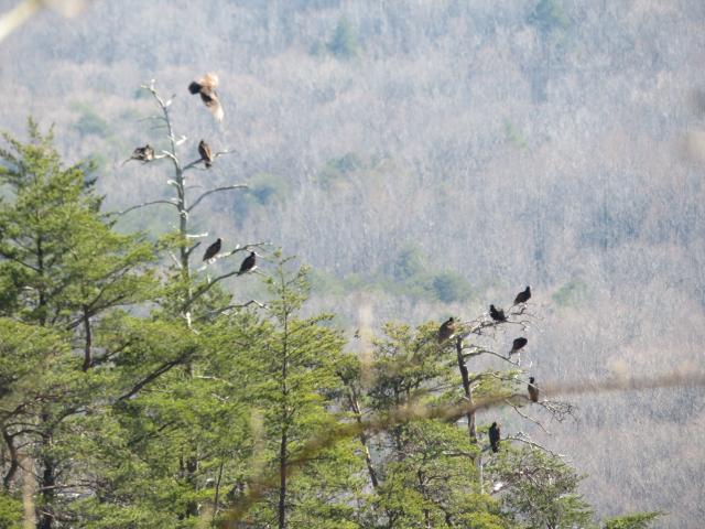 Turkey+Vulture (<I>Cathartes aura</I>), Crowders Mountain State Park, North Carolina, United States