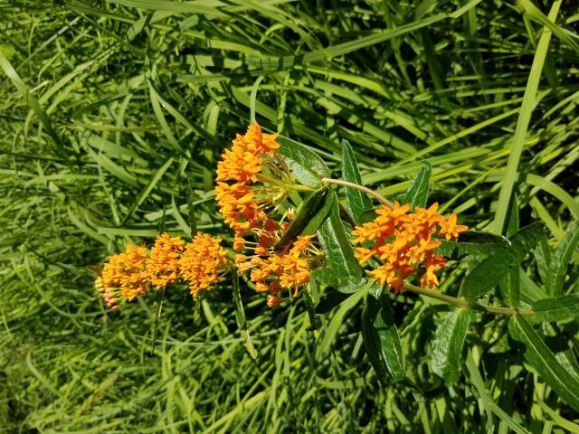 Butterfly+Milkweed (<I>Asclepias tuberosa var. tuberosa</I>), Crowders Mountain State Park, North Carolina, United States