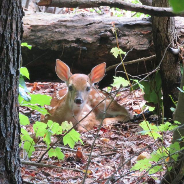 White-tailed+Deer (<I>Odocoileus virginianus</I>), Crowders Mountain State Park, North Carolina, United States
