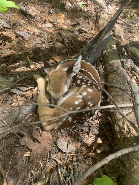 White-tailed+Deer (<I>Odocoileus virginianus</I>), Crowders Mountain State Park, North Carolina, United States