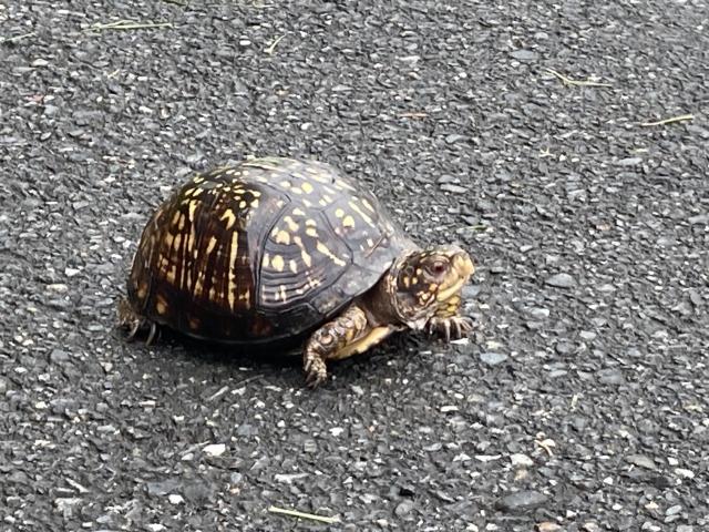 Eastern+Box+Turtle (<I>Terrapene carolina</I>), Crowders Mountain State Park, North Carolina, United States
