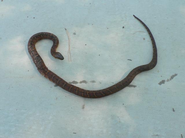 Banded+Water+Snake (<I>Nerodia fasciata</I>), Dismal Swamp State Park, North Carolina, United States